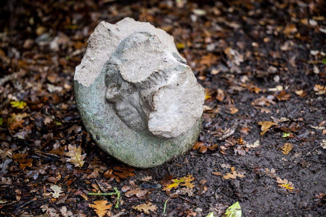 The head of the Charles Swanston statue rests on the ground near a bush in William Land Park on Tuesday, the day after it was found to have been vandalized.