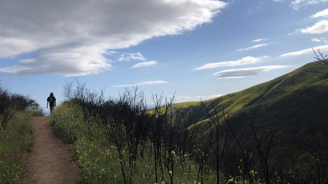 A mountain lion went after a small dog walking with its owner on a trail in Solstice Canyon in California.