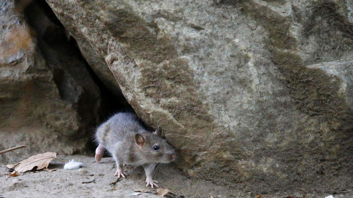A rat leaves its burrow at a park in New York City in 2016. A Veterans Affairs facility in Phoenix has been closed to deal with a rat infestation, sending about 25 senior patients to another facility, Arizona officials say.