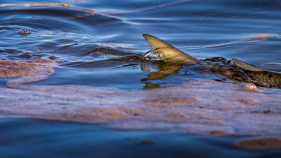 A fish swims amidst oil, forming globules, foam and sheen that flowed in from high tide and was held back by a sand berm and boom in a trapped pool as an oil spill washes ashore on the border of Huntington Beach and Newport Beach at the Santa Ana River Jetties on Sunday, Oct. 3, 2021 in California. (Allen J. Schaben/Los Angeles Times/TNS)