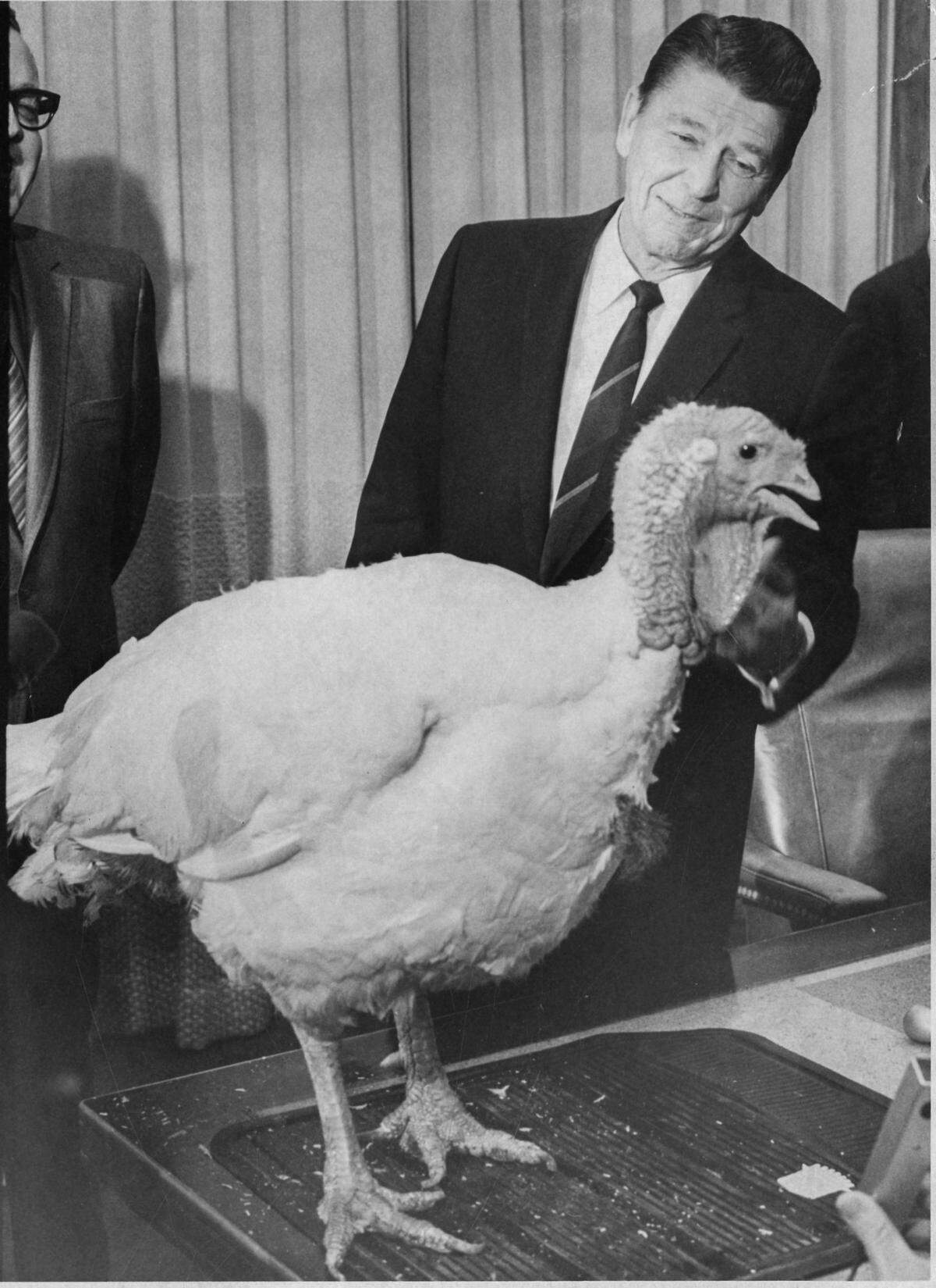 Gov. Ronald Reagan was given a 60-pound turkey on Nov. 19, 1969, by the California Turkey Industry Federation. The governor noted Tom must know the significance of the occasion because “he’s not smiling.”