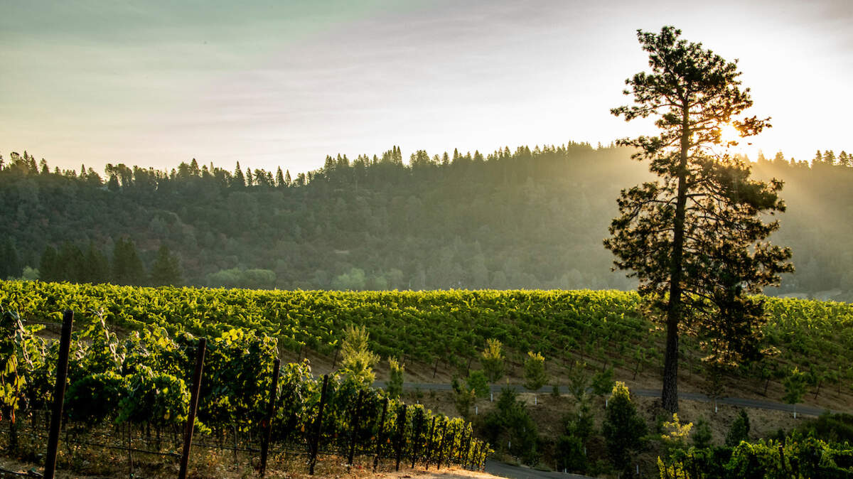 Starfield Vineyards & Winery grows unusual varieties such as Vermentino, Marsanne and Aglianico.
