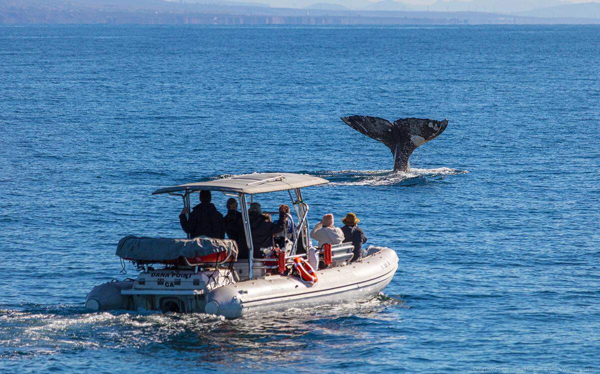 Gray whale seen during Captain Dave’s Dolphin and Whale Watching Safari in Dana Point, California.