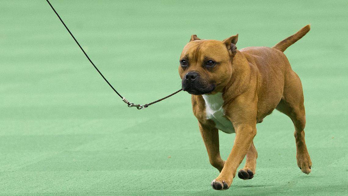This file photo is of a staffordshire bull terrier shown in the ring during the terrier group competition at the 140th Westminster Kennel Club dog show, Tuesday, Feb. 16, 2016, at Madison Square Garden in New York.(AP Photo/Mary Altaffer)
