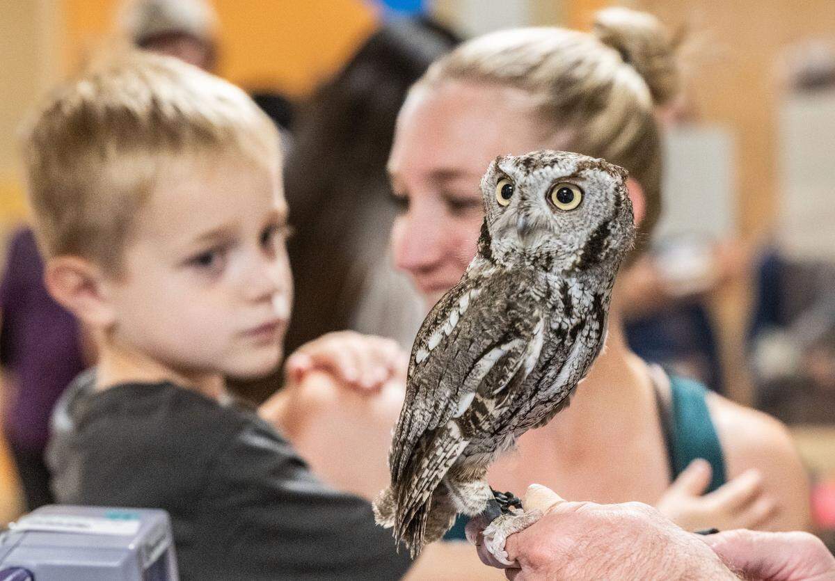 Boo, a western screech owl, looks around at patients and staff at Sutter Hospital in midtown Sacramento on Thursday as animals from the SeaWorld education and conservation program visit.