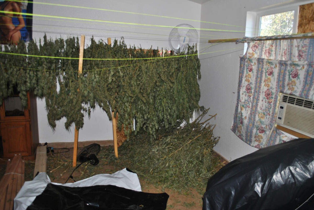 Marijuana dries in the bedroom of a house on Gavilan Road in Mariposa County in 2016 after sheriff’s deputies arrested 10 people and seized nearly 800 marijuana plants growing outside.The home was owned by the Saratoga Group.