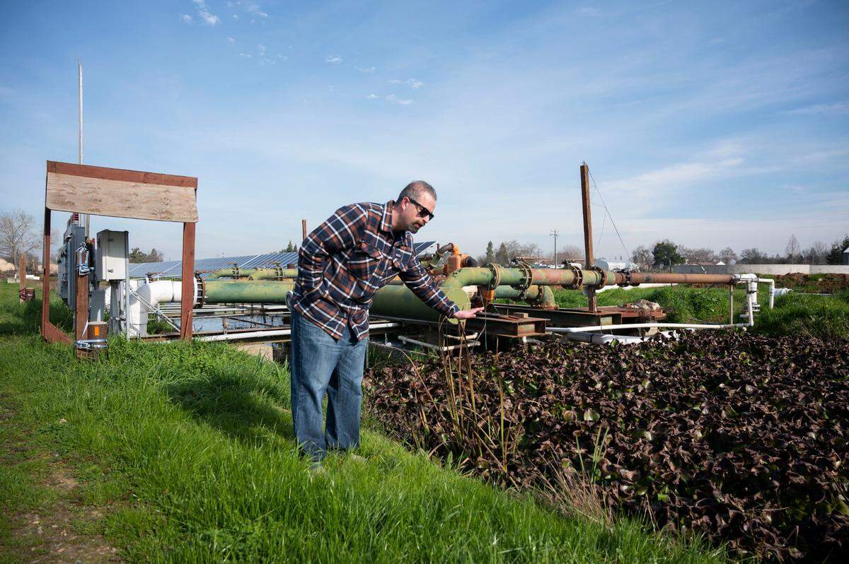 Ali Bolourchi, owner of Tsar Nicoulai Caviar sturgeon ranch in Wilton, walks by a pond with plants used as a natural water filter in January 2022. Wild sturgeon primarily reside in large rivers and their estuaries, including the Sacramento-San Joaquin Delta.