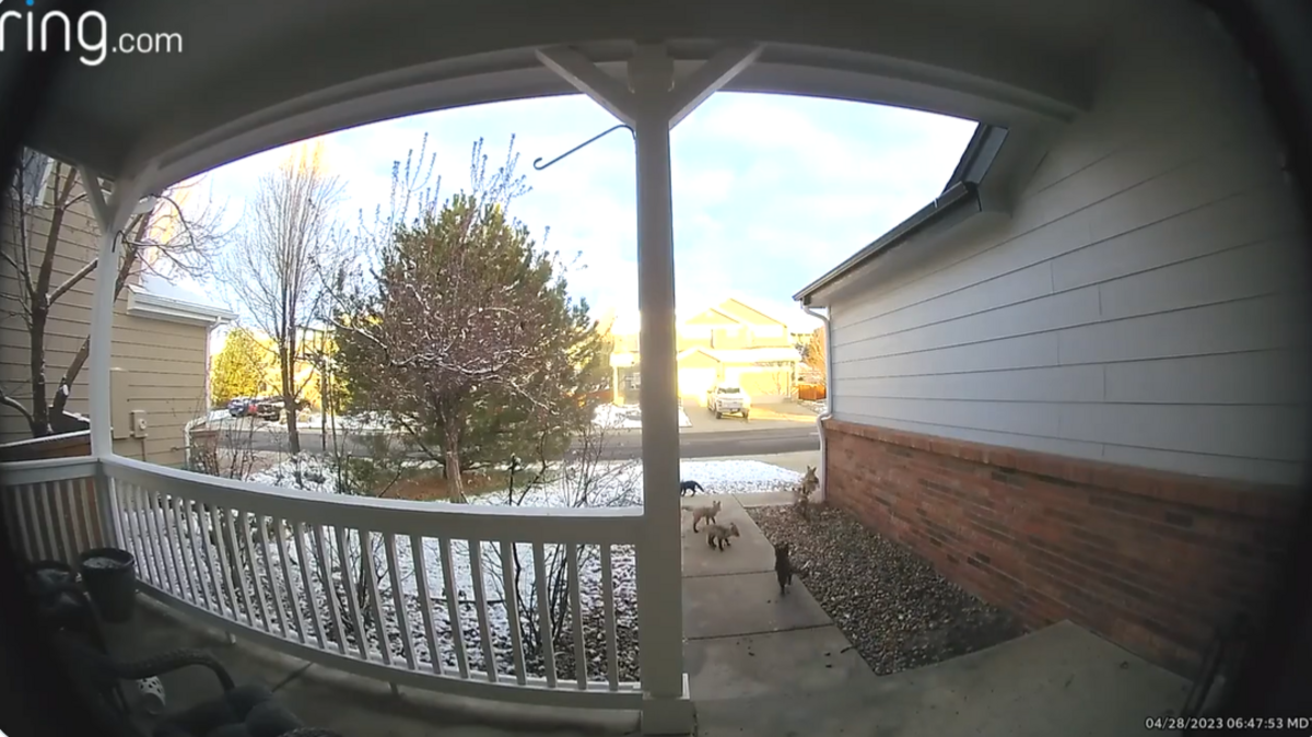 Five baby foxes were spotted with their mom running around a person’s front patio April 28 in Castle Rock, Colorado.