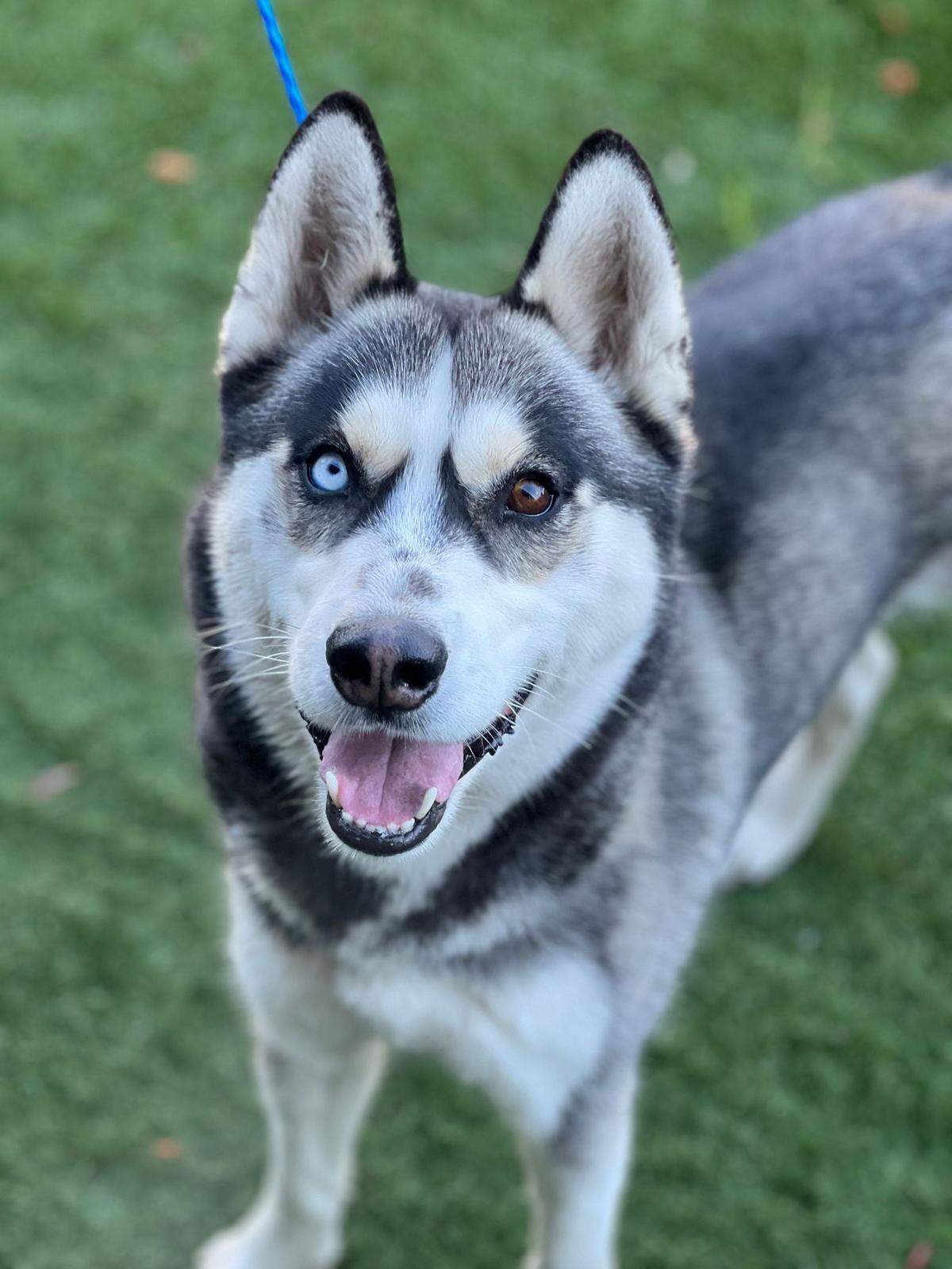 The Sacramento animal shelter transferred over 3,000 animals – such as cats, dogs, rabbits, guinea pigs, hamsters and reptiles – in the previous five years.