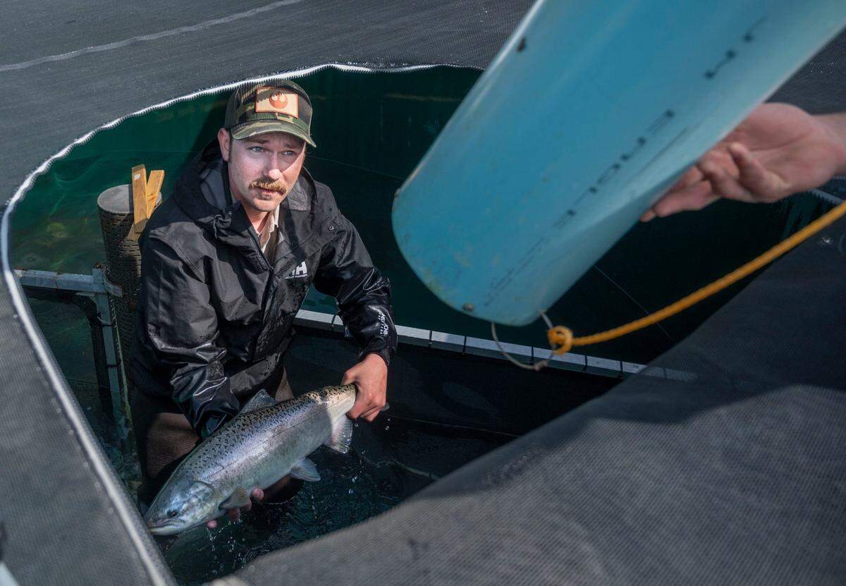 Brian Krempasky, an environmental scientist with the California Department of Fish and Wildlife, prepares to transport adult salmon from a tank at the Livingston Stone National Fish Hatchery at Shasta Dam on April 25. The salmon are being reintroduced for the first time in more than 100 years to the upper reaches of Battle Creek.