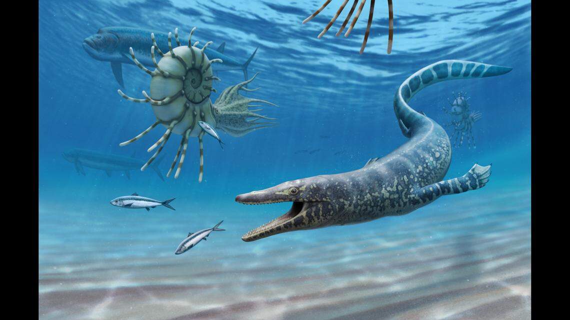 A 94-million-year-old fossil found in Utah is offering new insight to the evolution of an ancient sea-dwelling reptile.