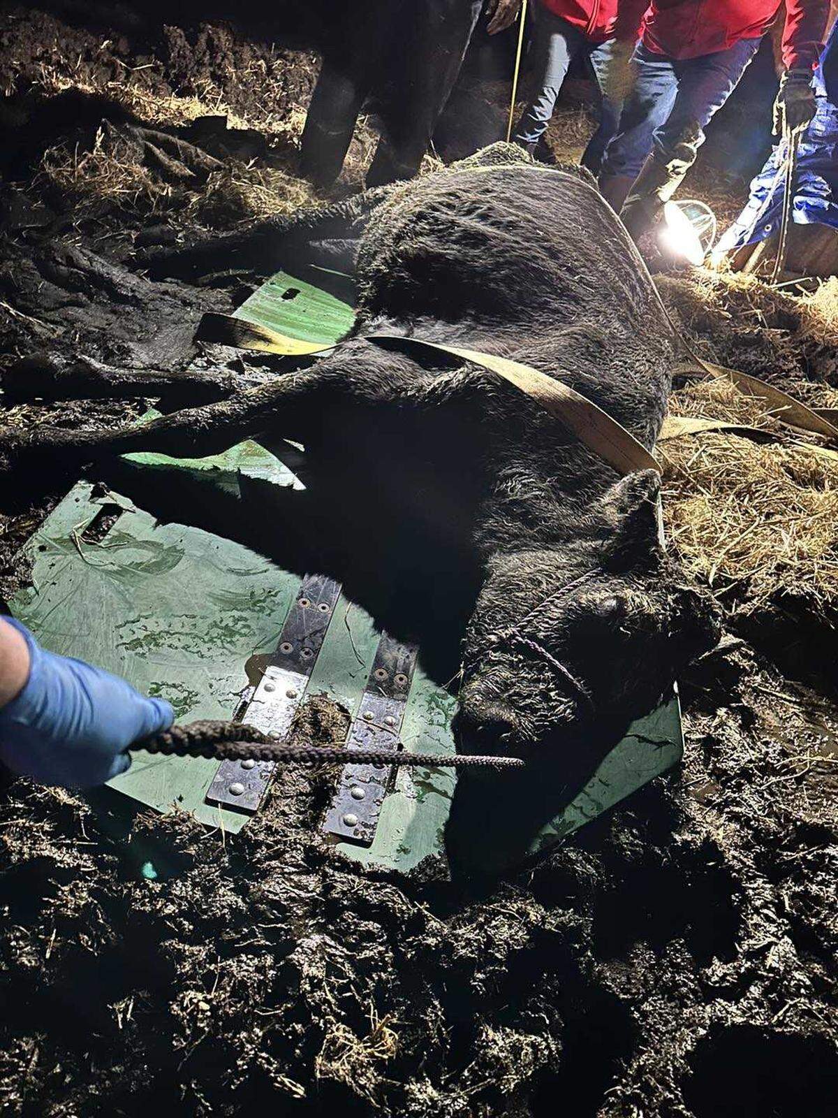 A cow mired in a muddy pit presented a quagmire for Nevada County sheriff’s deputies tasked with digging it out Friday night.&nbsp;