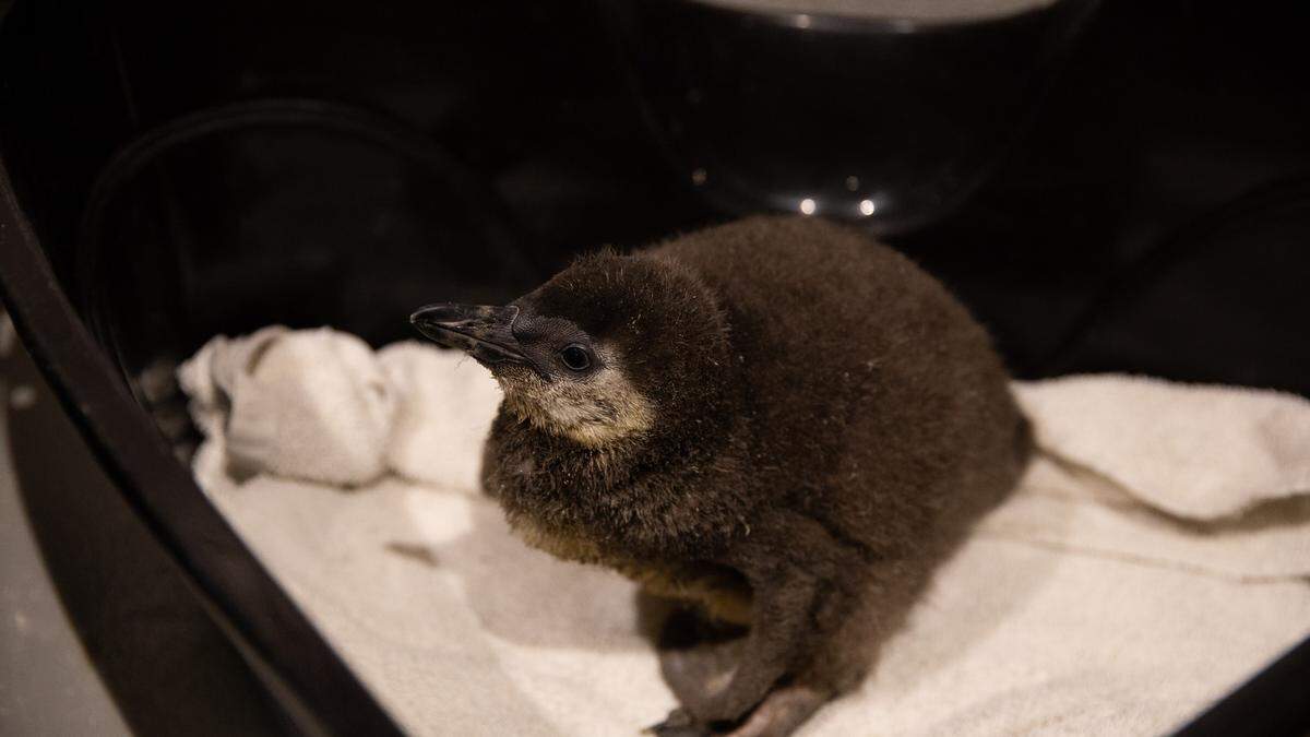 One of Mojo and Lemieux’s babies.