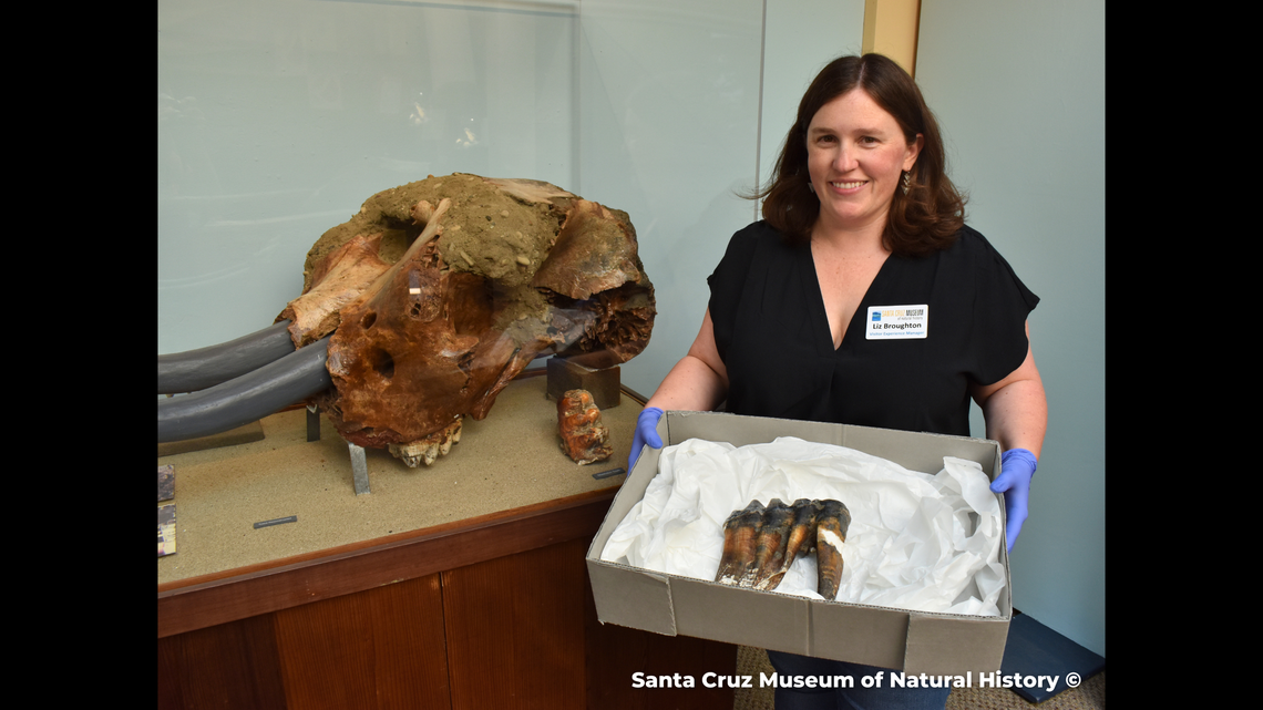 Liz Broughton pictured holding a recently discovered mastodon tooth beside the Santa Cruz Museum of Natural History’s mastodon display.