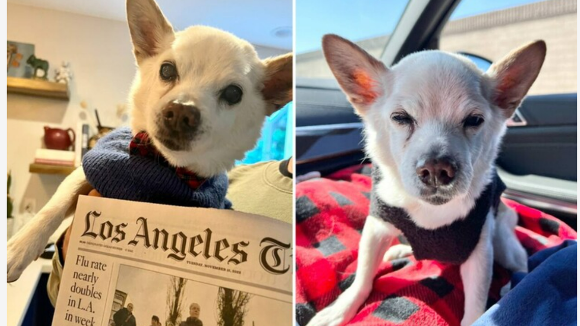 Gino the 22-year-old Chihuahua mix is officially the world’s oldest living dog. 
