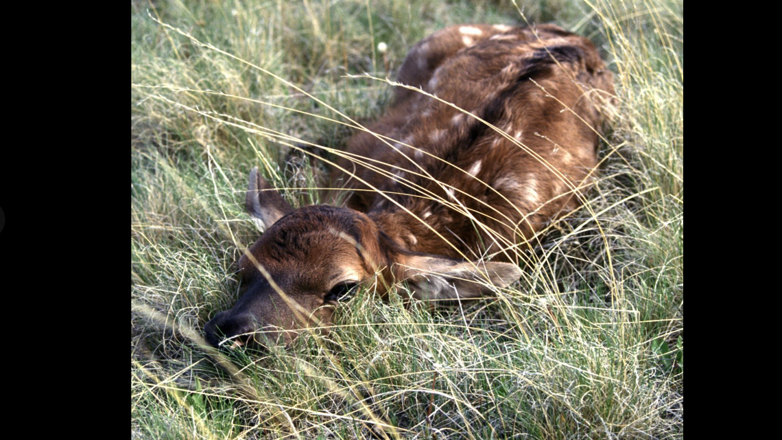 Wildlife officials say they’re already fielding calls about “abandoned” baby animals now that spring is in full swing.