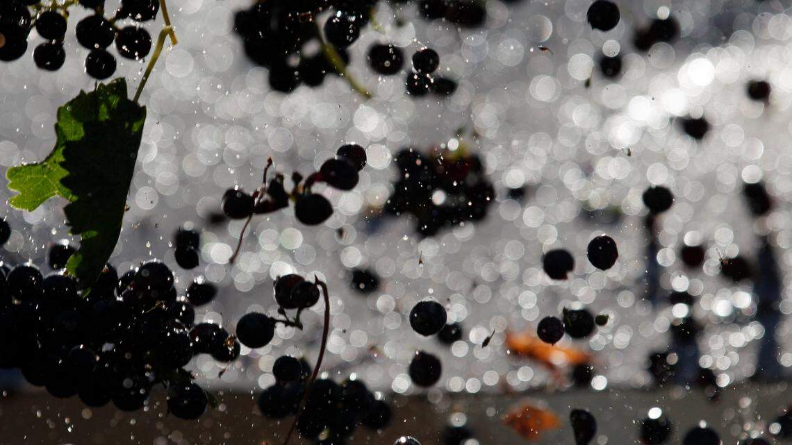 The spotted lanternfly, an insect native to Asia known to kill grapevines and damage crops, may make its way to California’s grape-producing counties in five years, according to a new analysis from North Carolina State University researchers. (AP Photo/Gregory Bull)