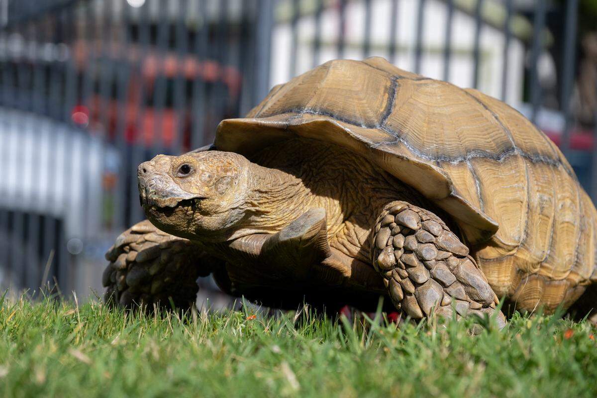 Mona Heflin's 22-year-old tortoise, Slim Shady, walks around in her front yard at her home in Sacramento on Thursday, March 26, 2026. Heflin is seeking a new home for the tortoise, which could live to be up to 150 years old.