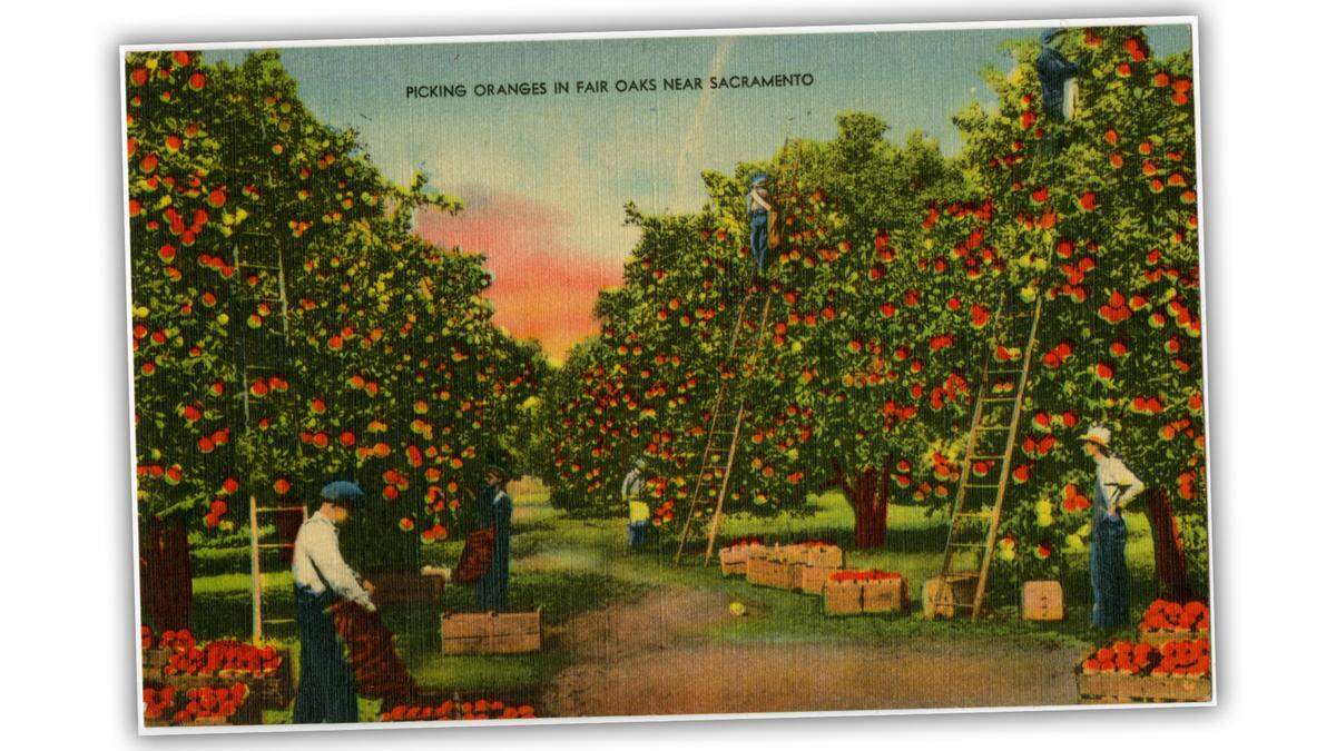 A postcard from 1910 shows working picking oranges in Fair Oaks. At the time, the community had a thriving economy based on citrus fruit. A record frost in 1932 destroyed most of the crop and the trees that bore them, leaving Fair Oaks to rely more on olives as a cash crop while developing new businesses and methods of promotion.