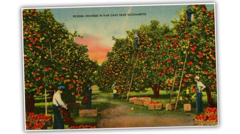 Why are there so many orange trees in Sacramento?