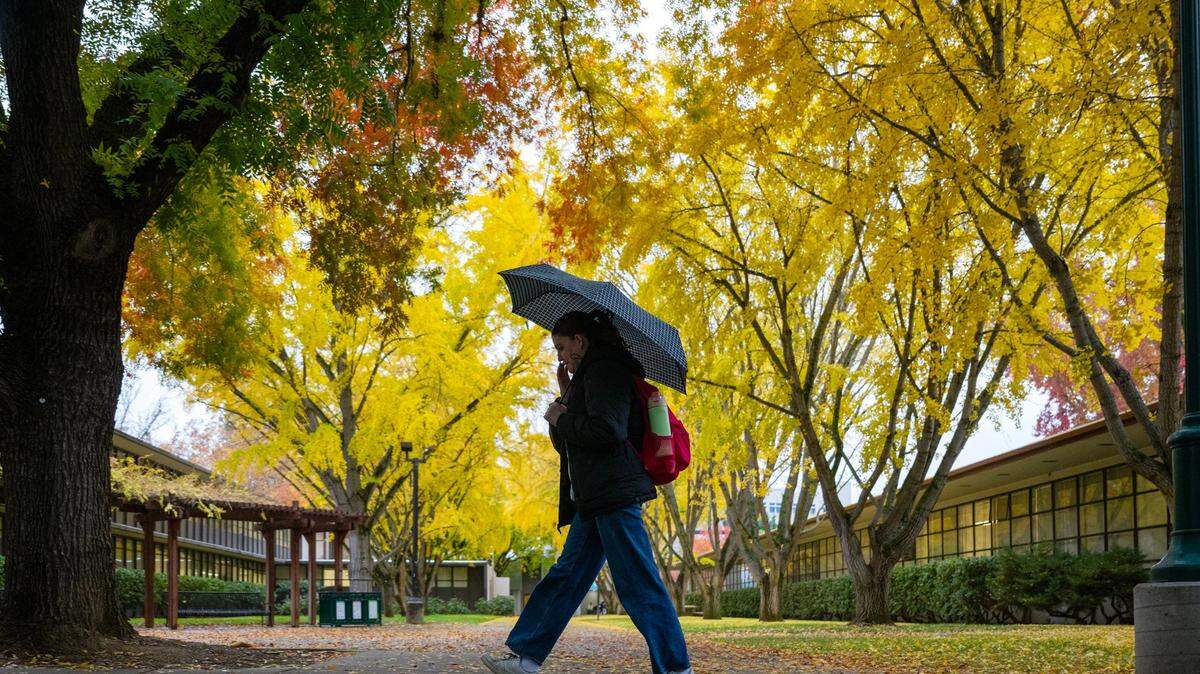 A student walks through the rain on the campus at Sacramento State on Nov. 21, 2024.