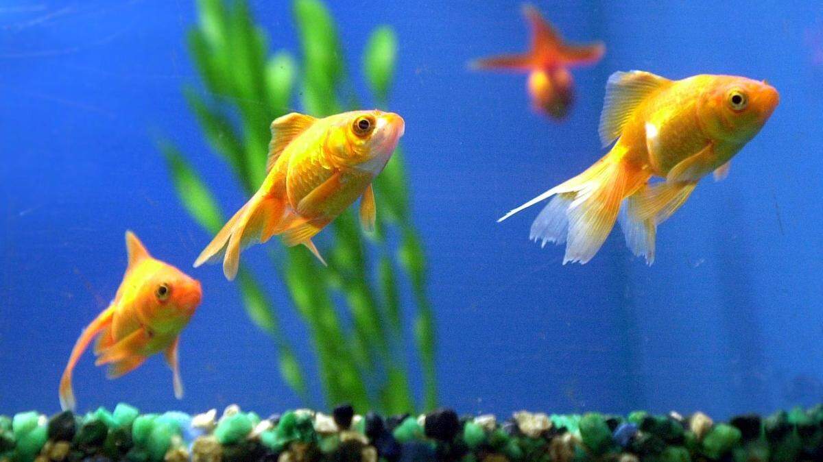Goldfish swim at a Sacramento pet store. The “Ethics over Aesthetics Act,” would prohibit the importation, sale and offer of sale of pets that are transgenic, meaning they are created by implanting a gene from one species into another.
