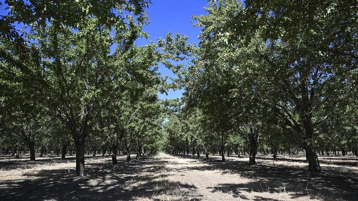After Del Monte, these California peach growers turn to almonds as next cash crop