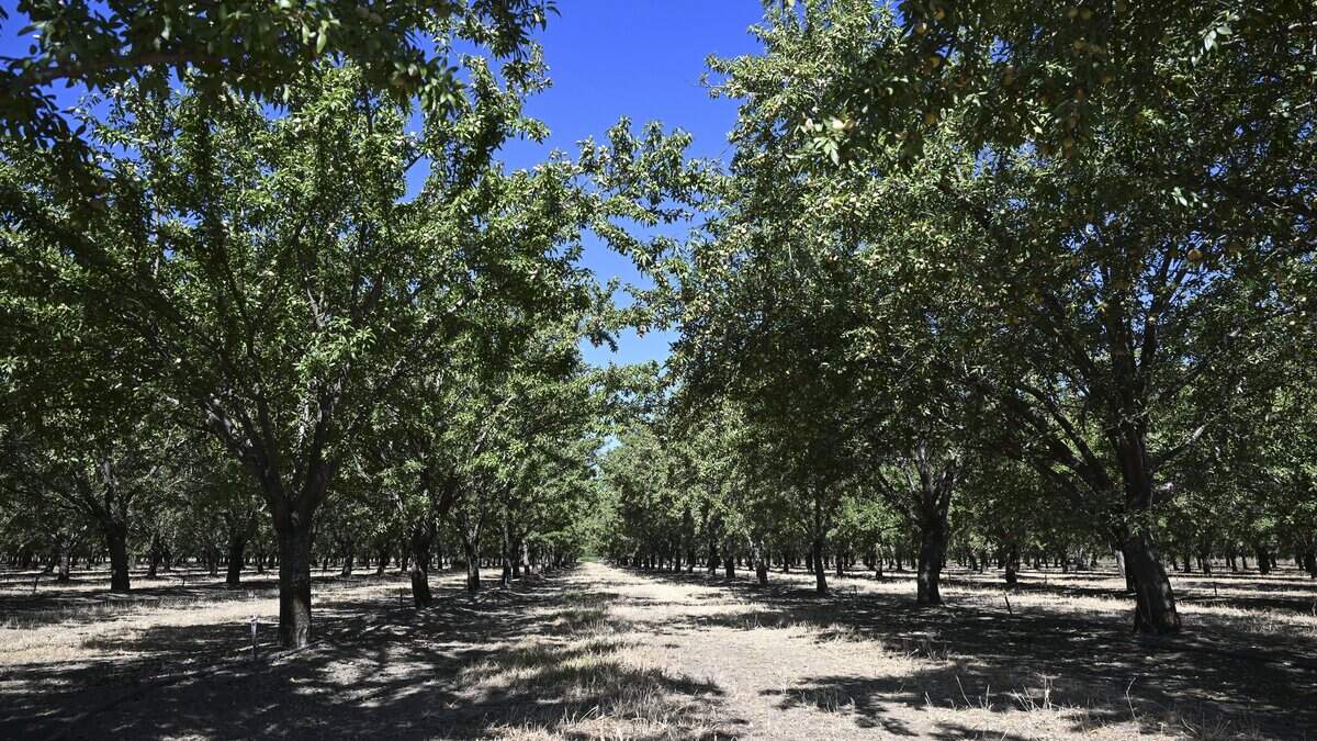 After Del Monte, these California peach growers turn to almonds as next cash crop