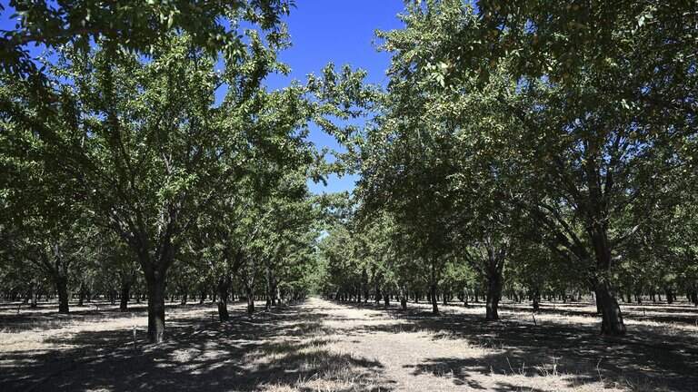 After Del Monte, these California peach growers turn to almonds as next cash crop