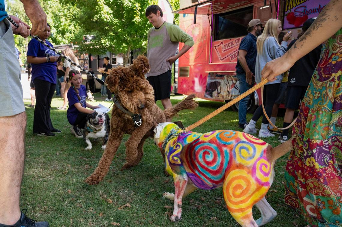 Charlie, left, 11-month-old Golden Doodle, plays with Sassy, 5-year-old American Bulldog, at Chalk It Up on Sunday, Sept. 3, 2023, at Fremont Park in downtown Sacramento. Pet-safe vegetable dye was used on Sassy by her owner Miranda Jones.