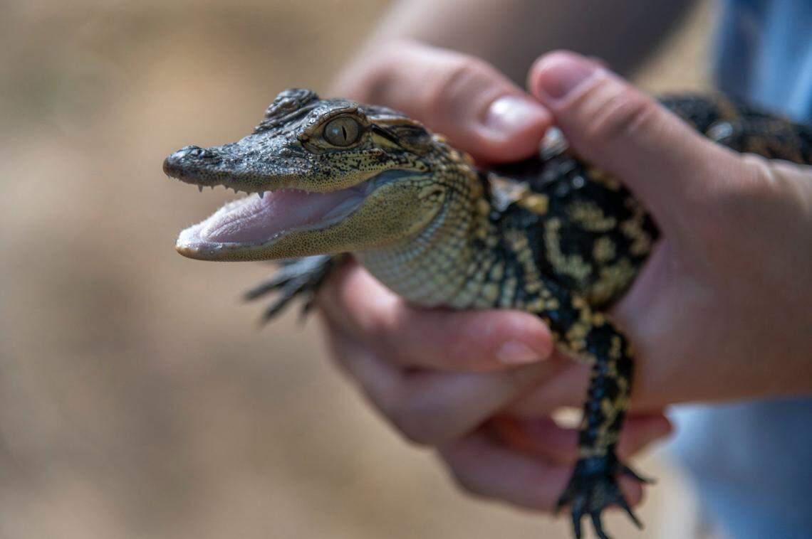 Alligators’ tails can regrow, according to new research in Nature’s Scientific Reports.
