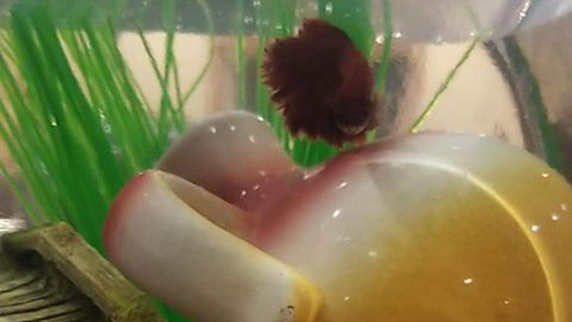 Grant, a fish fed by firefighters and police officers while the home’s owners were evacuated due to the Carr Fire raging in Shasta County.