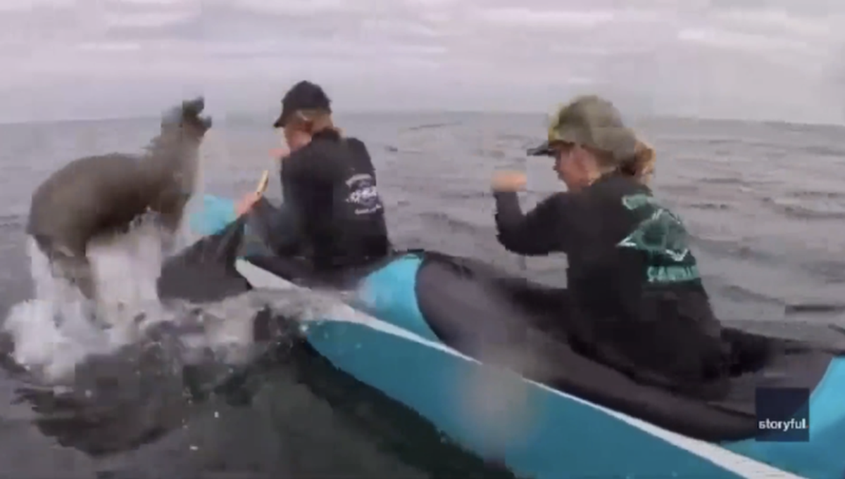 A sea lion made an unexpected cameo during a Memorial Day 2026 weekend outrigger canoe race in Monterey, briefly vaulting into a women’s boat and startling paddlers before slipping back into the bay.