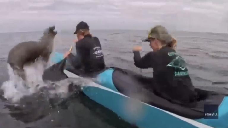 Sea lion leaps into outrigger canoe during Monterey race, stunning crew