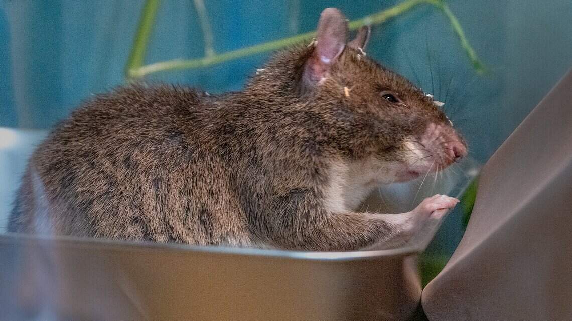 Sacramento headlines this week: HeroRats, SCUSD budget crisis and more
