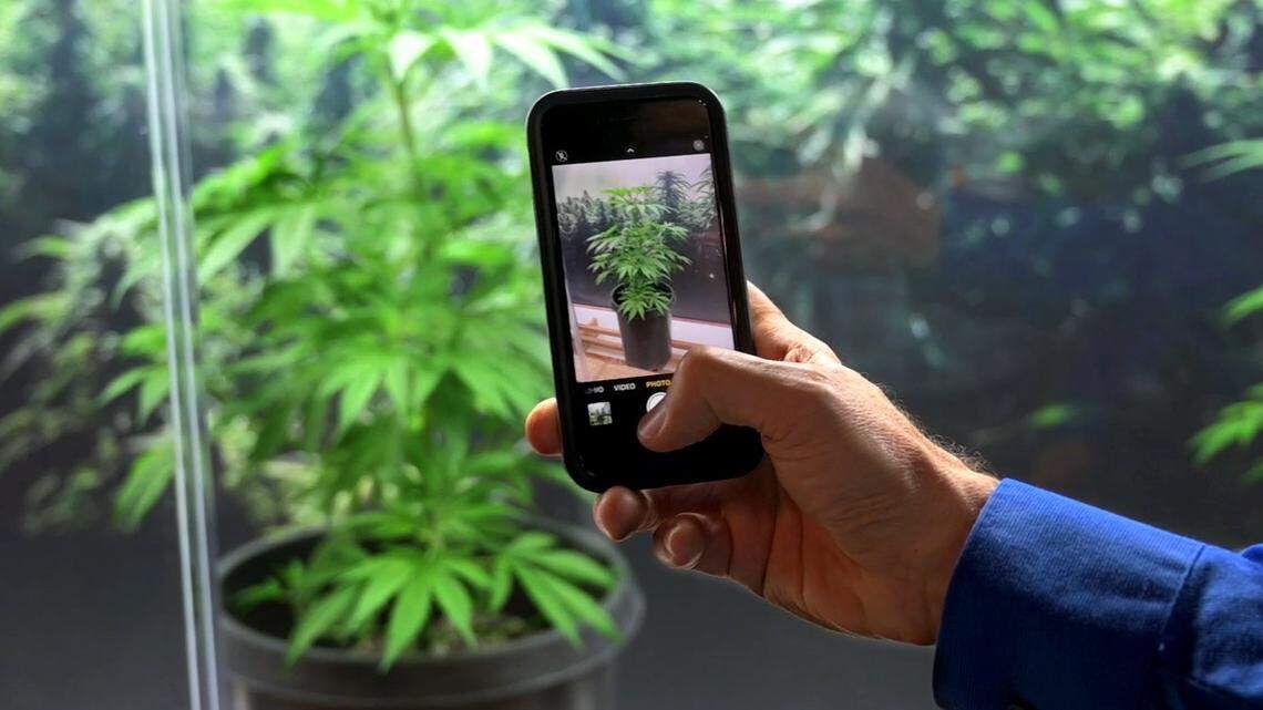 A man takes a picture of one the cannabis plants on display at the first Cannabis Awards and Exhibit at the California State Fair during media day on Wednesday, July 13, 2022.