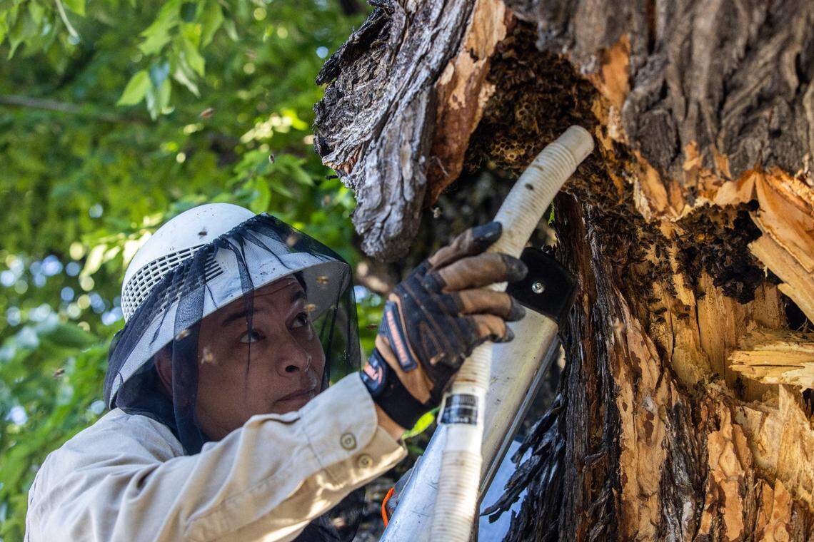 Volunteer beekeeper Jeff Goding vacuums a comb to collect bees on from an exposed hive in a city tree on Freeport Boulevard in Sacramento on Monday, May 10.