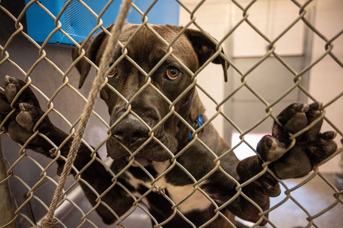 An American pit bull terrier peers out of a kennel at Front Street Animal Shelter in Sacramento in 2024.