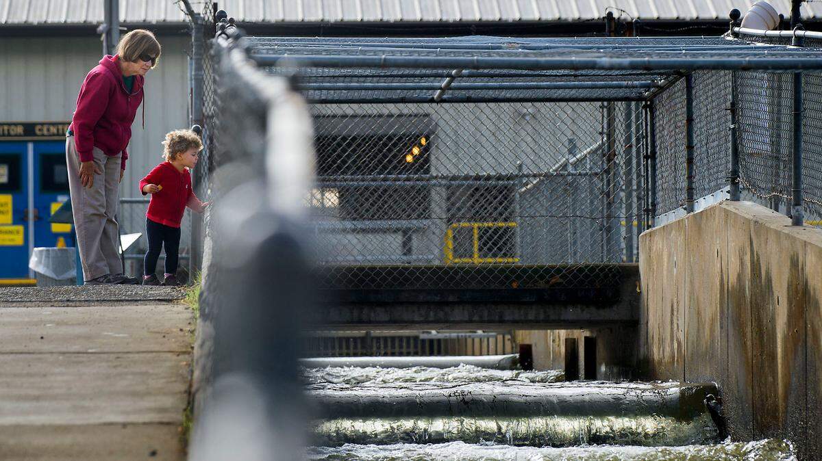 A woman watches for salmon in the fish ladder with her granddaughter at the Nimbus Fish Hatchery in Rancho Cordova in 2015.
