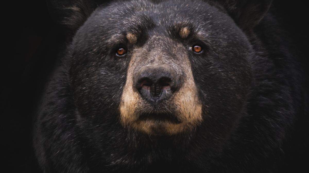 A Calpine man shot a bear (not the one pictured) to protect his dog after the bear bit him on his leg and hand, California deputies say.