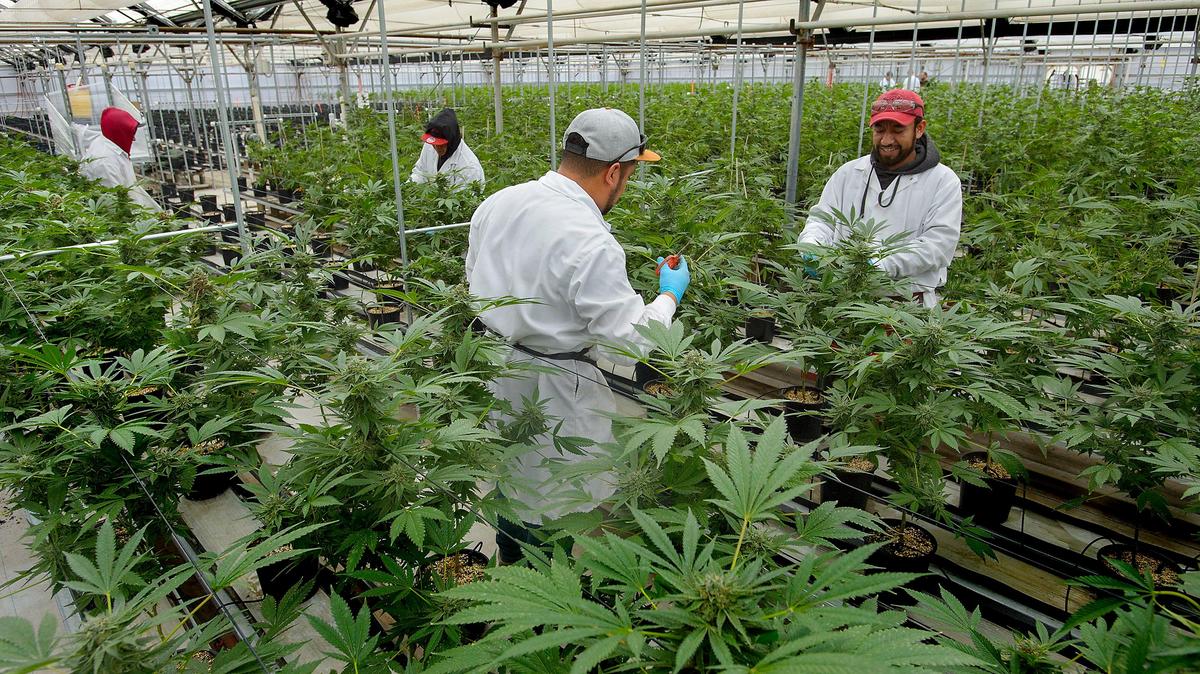 Workers cultivate cannabis in a greenhouse at Grupo Flor growing facility in Salinas. California is among nine states where recreational marijuana use is legal.