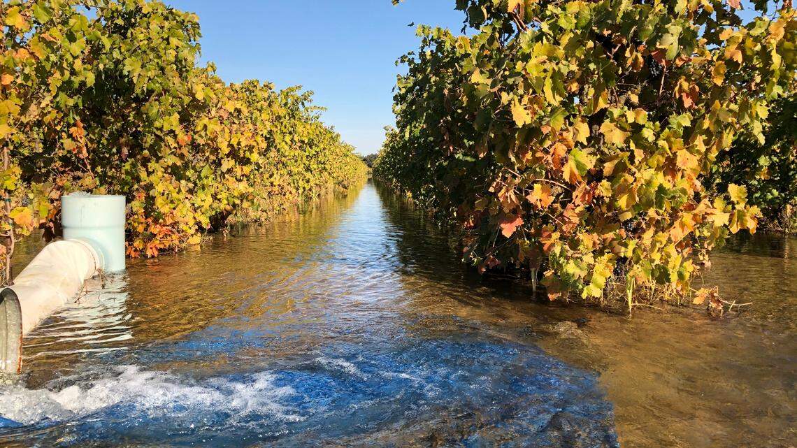 On-farm recharge on Lodi vineyard.