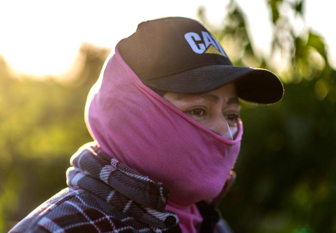 Sayda, a Yolo County farmworker, looks at the condition of grape vines earlier this month.