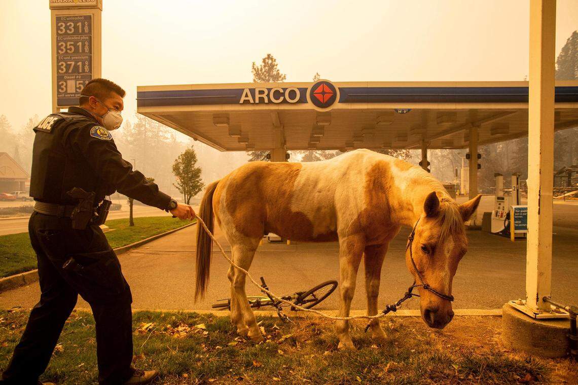 Officer Randy Law tends to a horse rescued as the Camp Fire burns in Paradise, Calif., on Friday, Nov. 9, 2018. (AP Photo/Noah Berger)