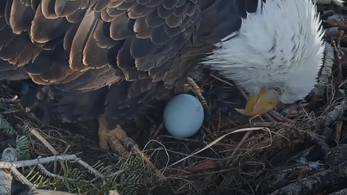 A video posted by Friends of Big Bear Valley on YouTube shows the bald eagle, Jackie, laboring for about six minutes.