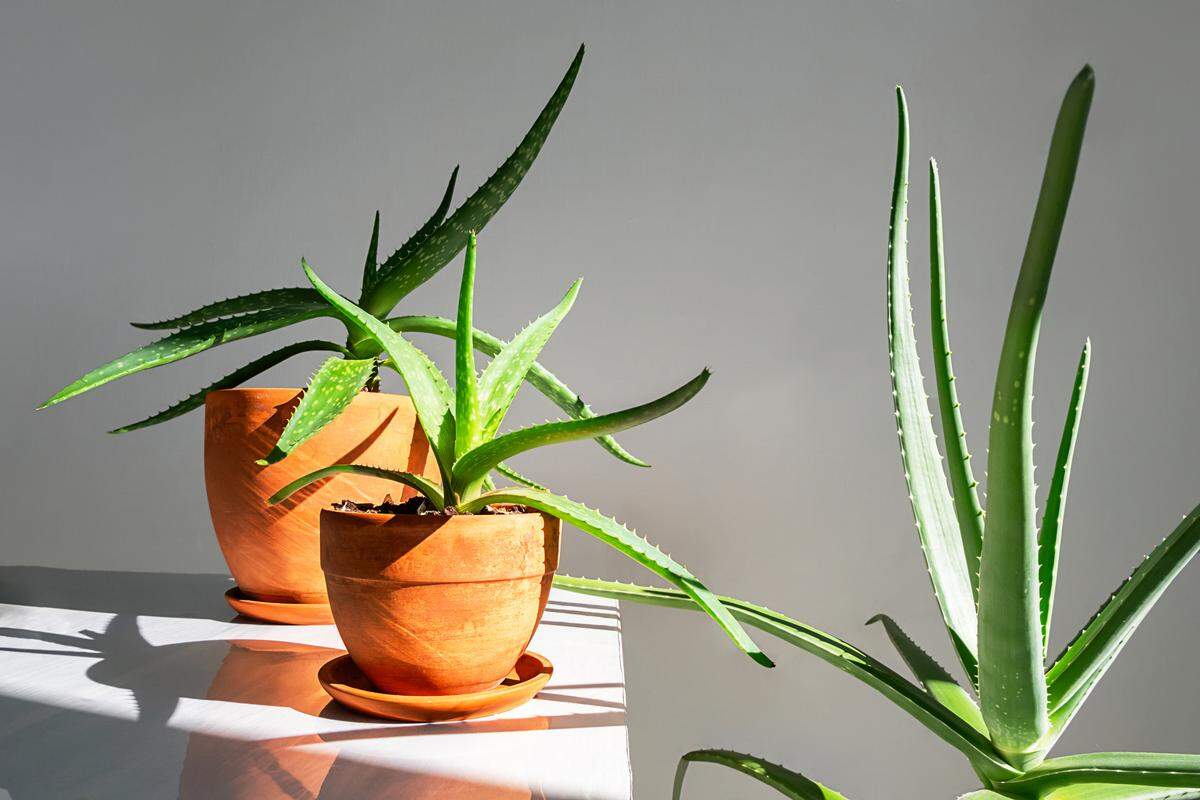 Aloe Vera