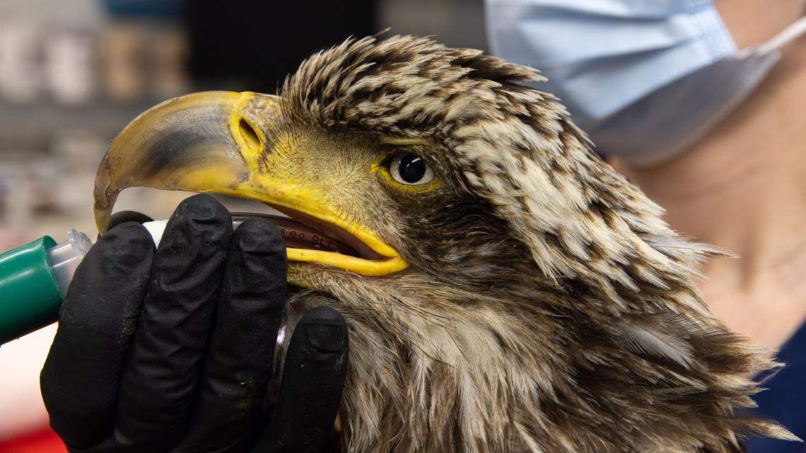 Wildlife rescuers repaired a bald eagle’s fractured leg after it was found unable to fly in an Oregon field, officials said.