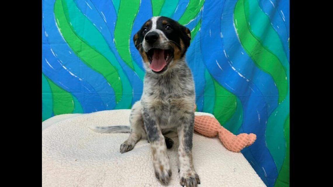 The rescued pup is now looking for a new home. 