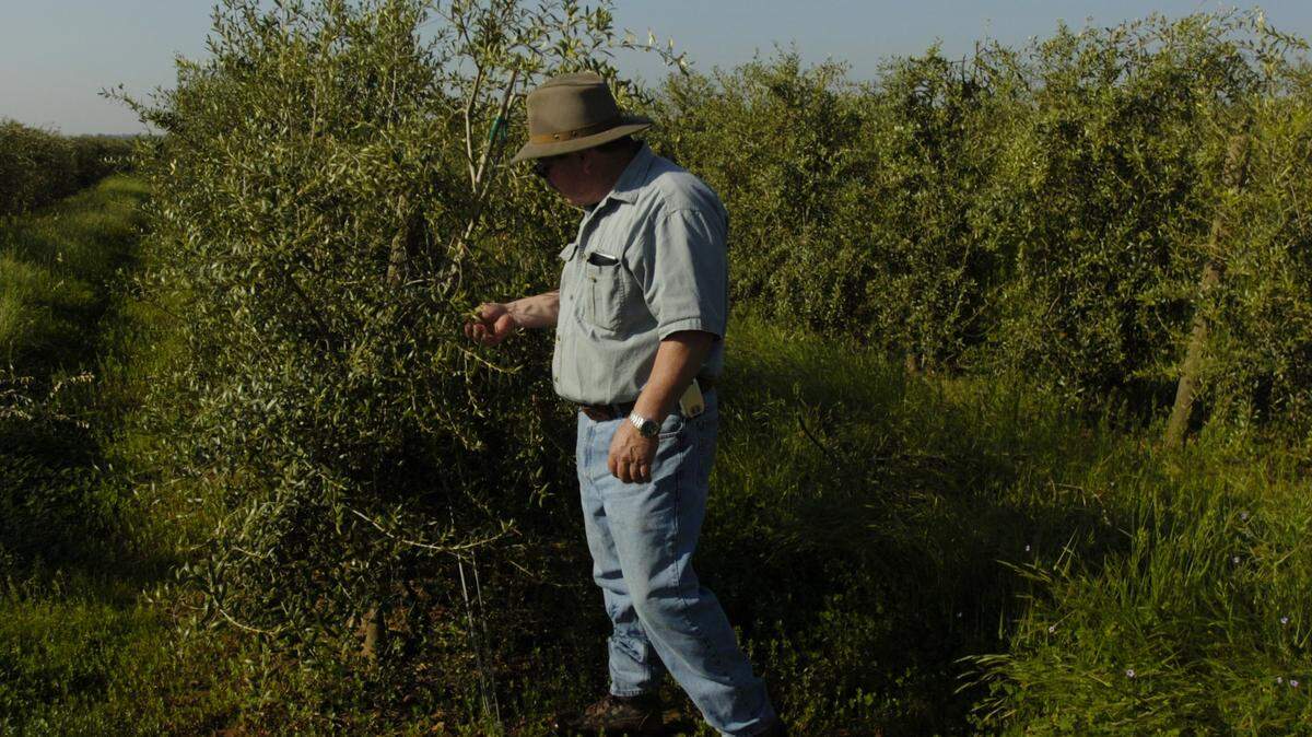 Miguel Lopez, a field manager for California Olive Ranch, checks some of the olive plants that are raised like grape vines for harvesting in Oroville.