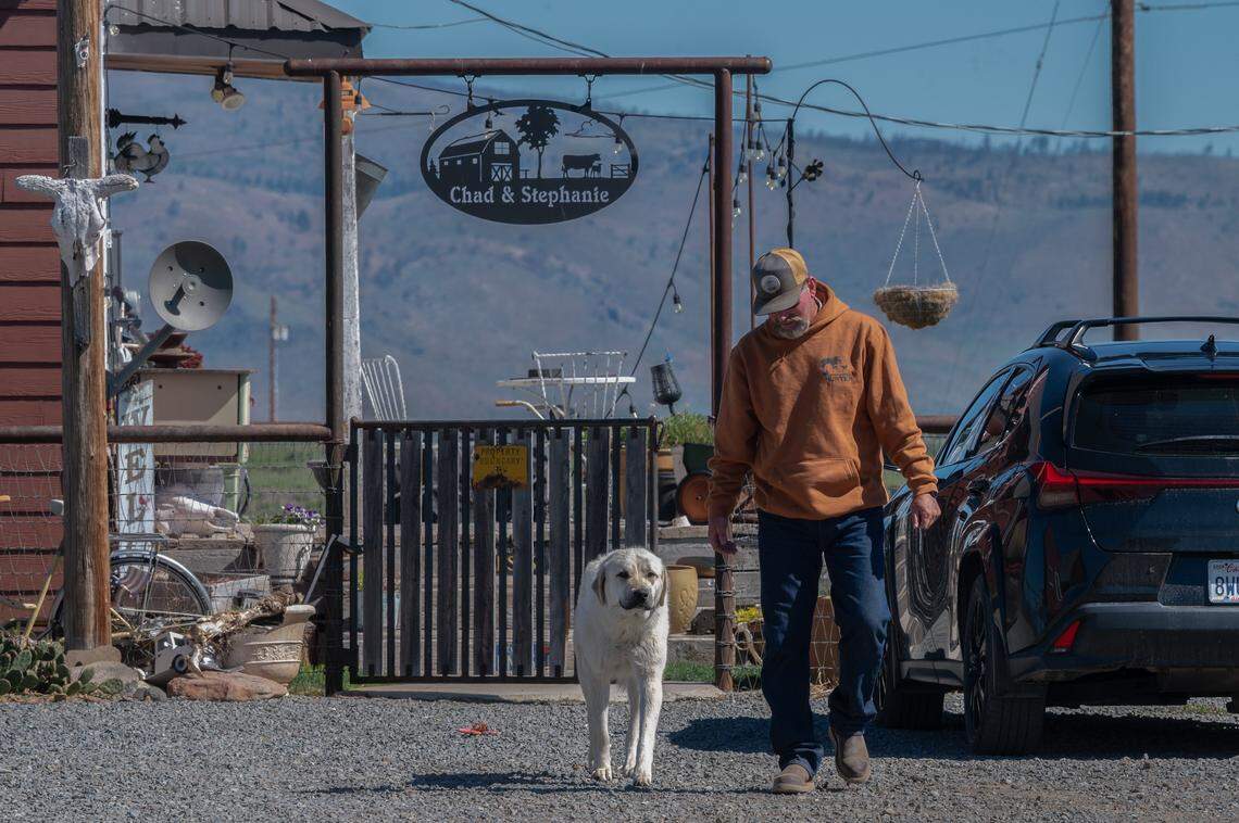 Another rancher, Chad Smith, walks with his dog, Mayo, in May in Sierra Valley. In April, Mayo alerted him at 1:30 a.m. to the presence of three wolves just 30 yards from his front porch. “Hopefully in the future we are able to relocate these wolves and take them someplace else where they belong—not out here eating our livestock, eating our livelihood. It’s horrible to see something eaten alive,” said Smith, who has spent hundreds of dollars on antibiotics trying to save his injured cows.